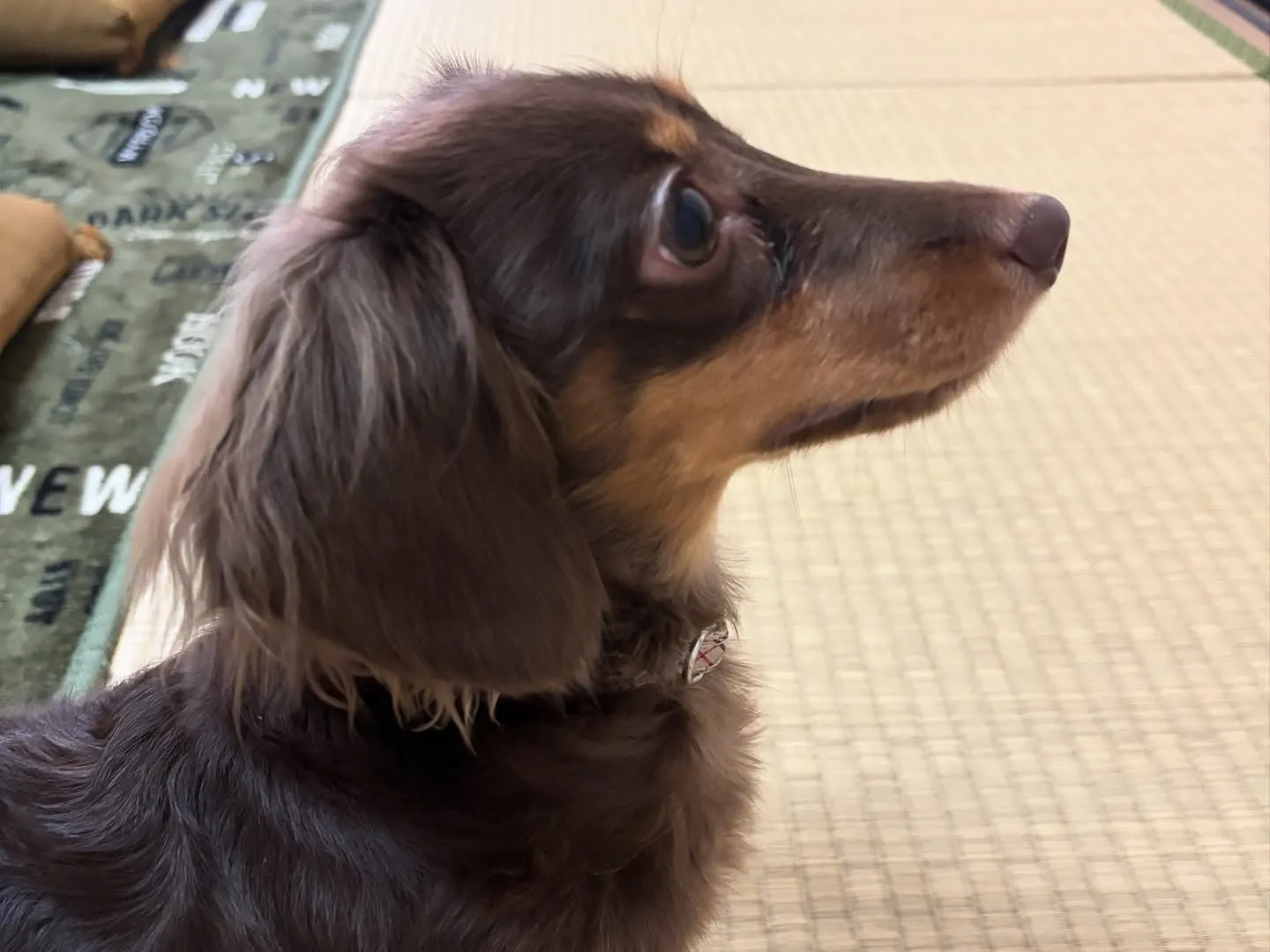 遊びに来てくれましたー♪(´∀｀)