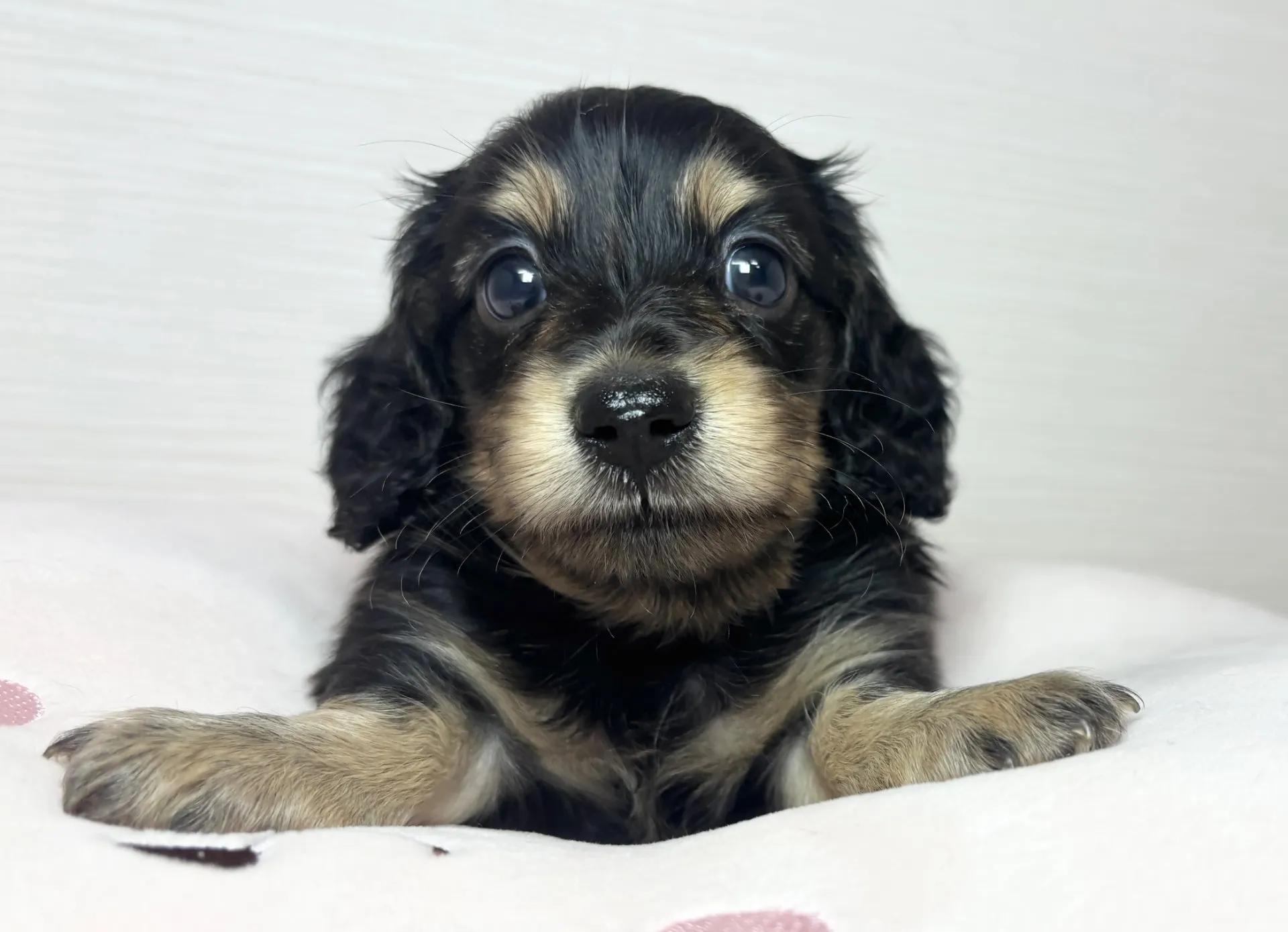 ミニチュアダックスフンド　男の子