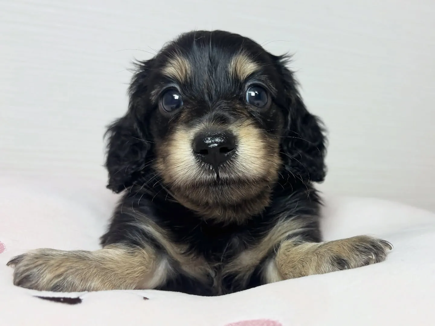 福岡のるぴなすがご家族様募集を始めます！