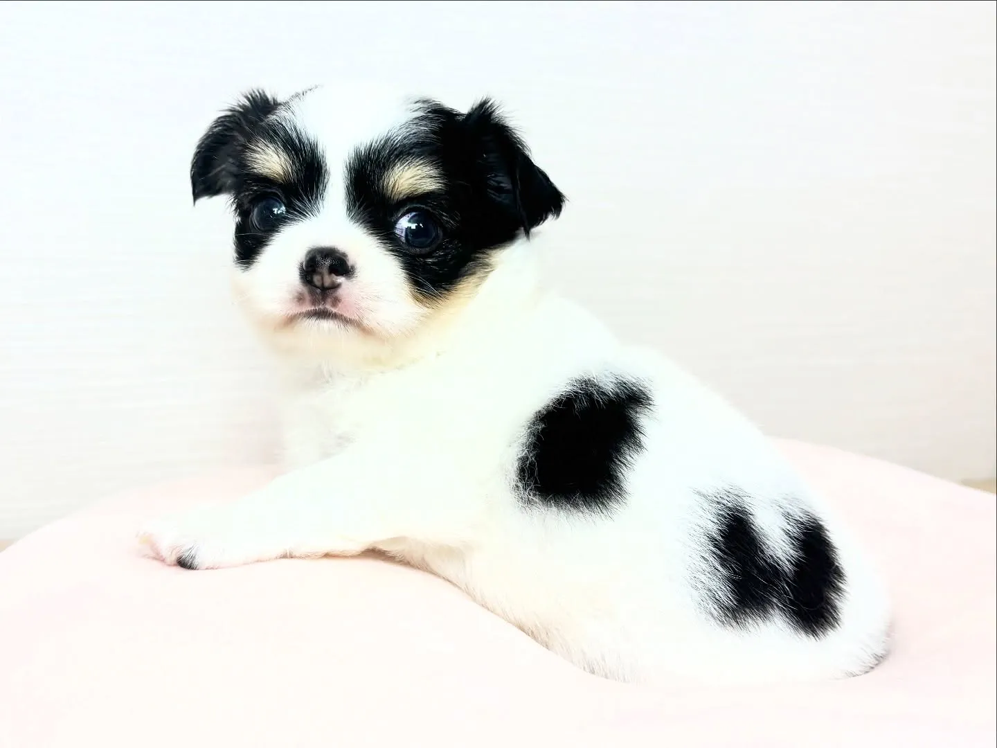 チワワ(ロング)女の子