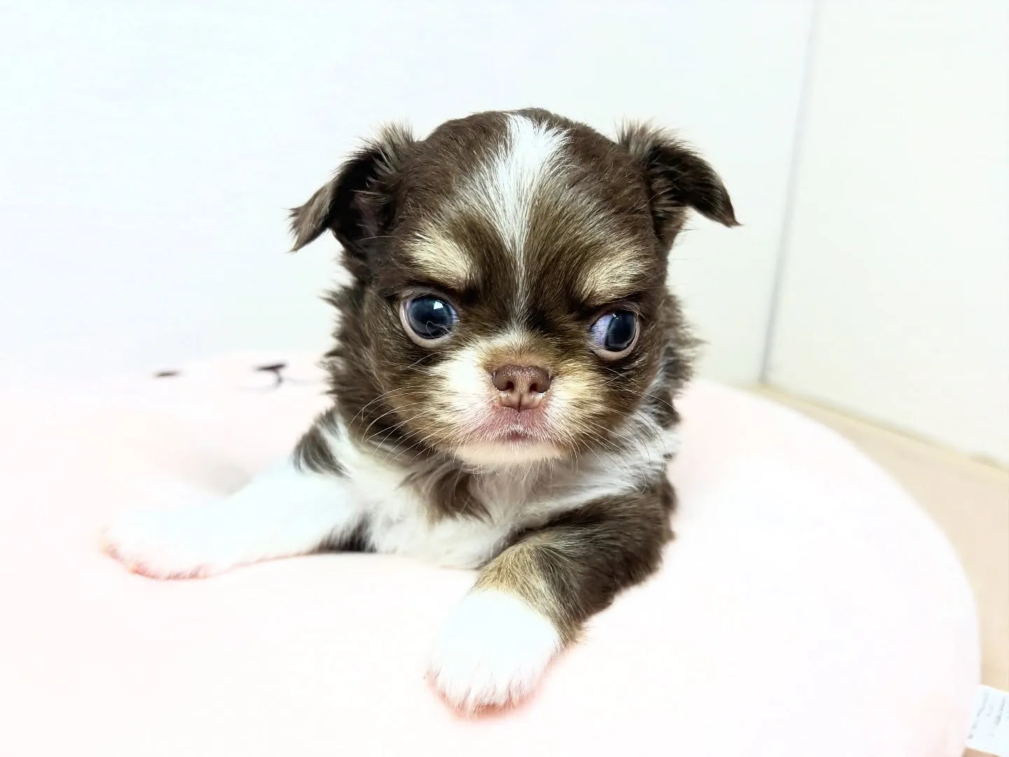 チワワ(ロング)男の子