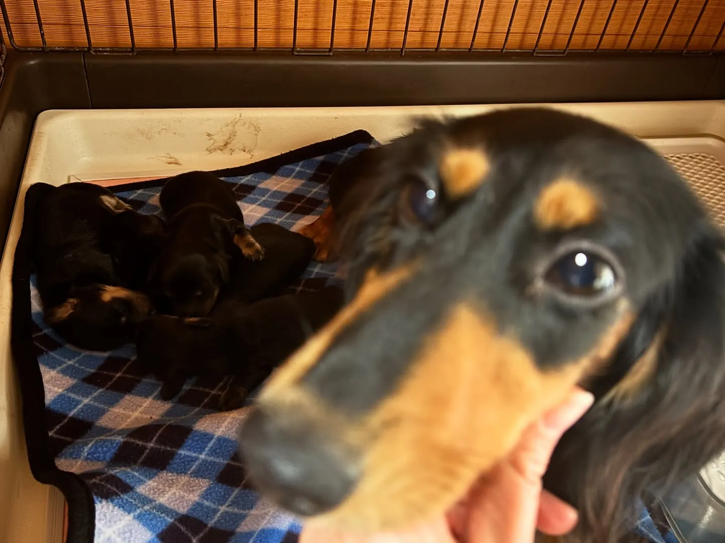 生まれました(о´∀`о)♪