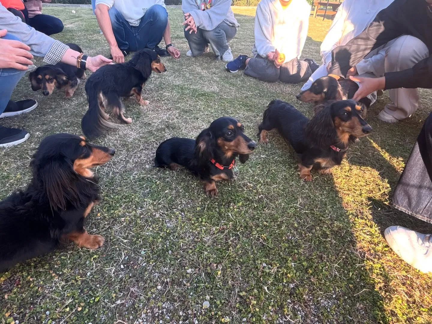 チョコちゃんbaby大集合!