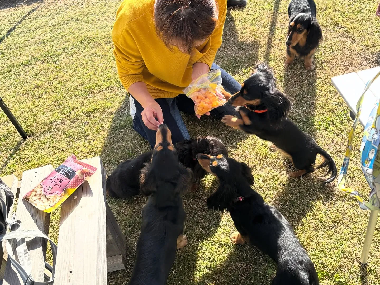 チョコちゃんbaby大集合!