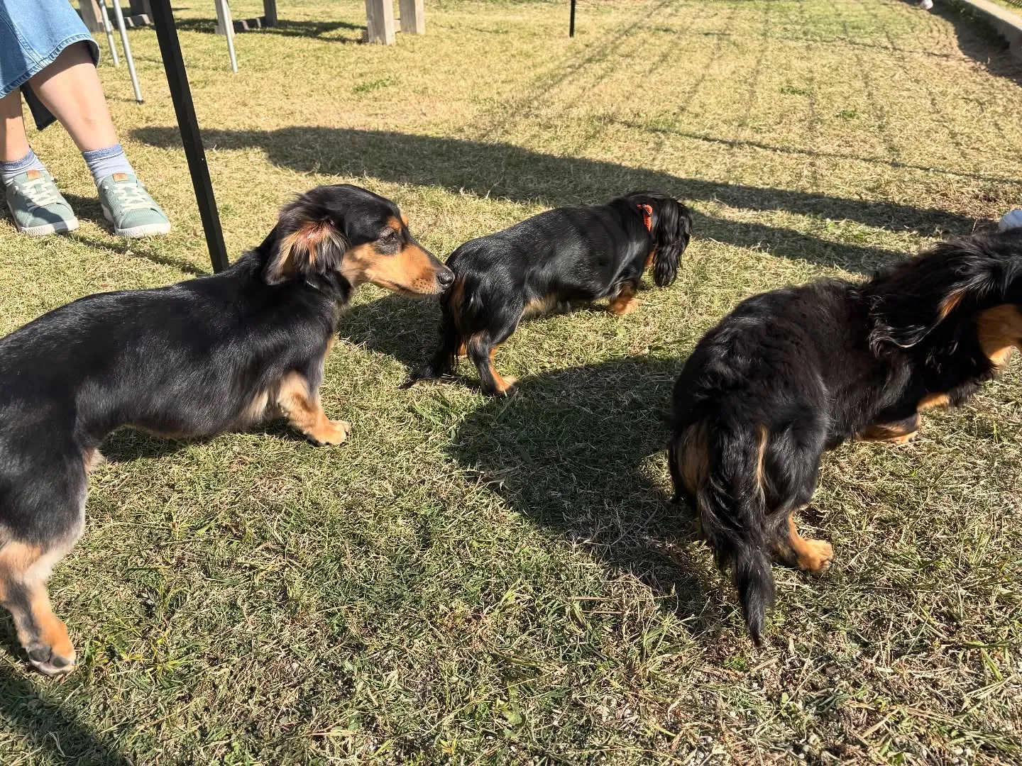 チョコちゃんbaby大集合!