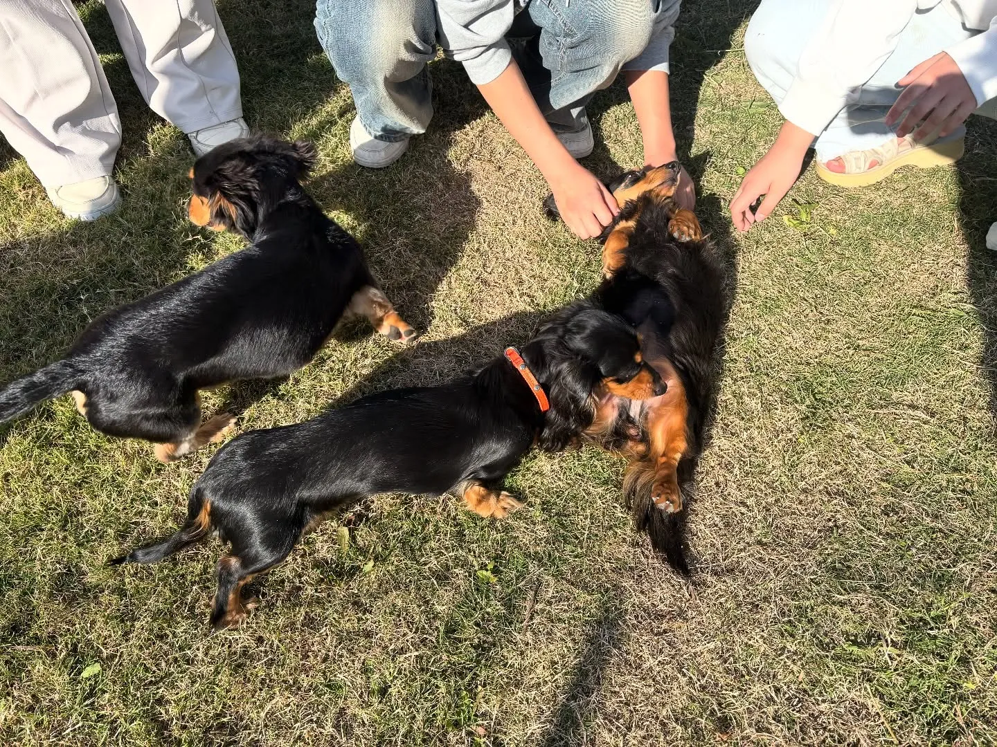 チョコちゃんbaby大集合!