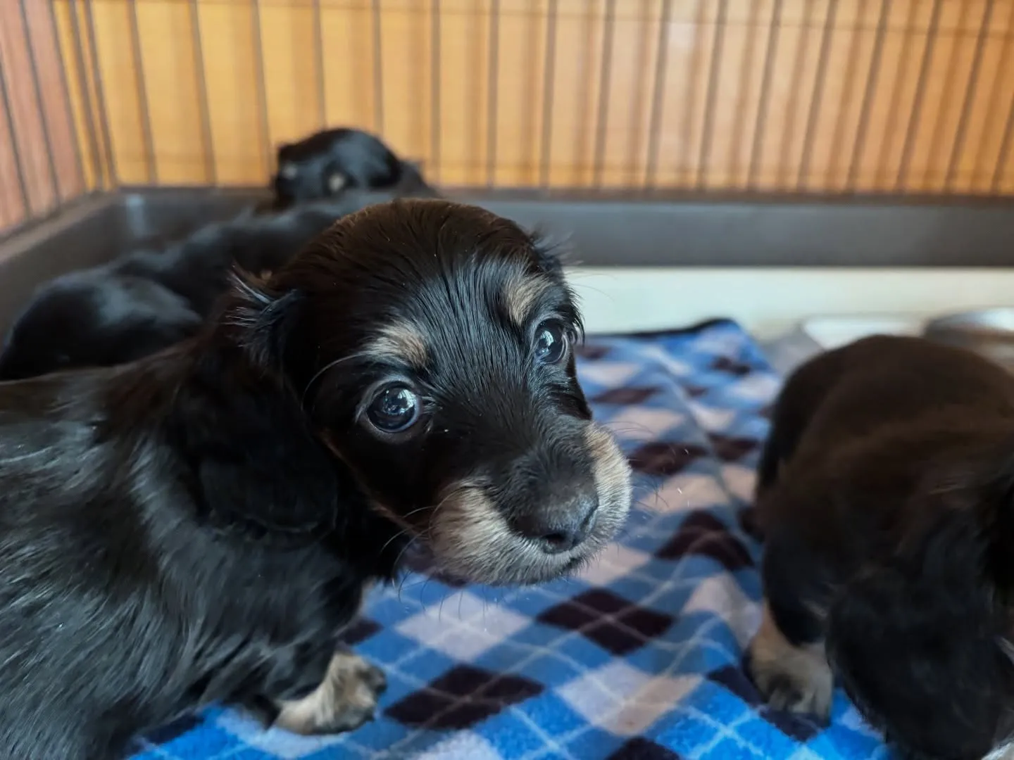 クリックリお目めのbabyたち♡