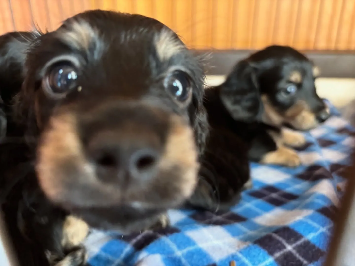 クリックリお目めのbabyたち♡