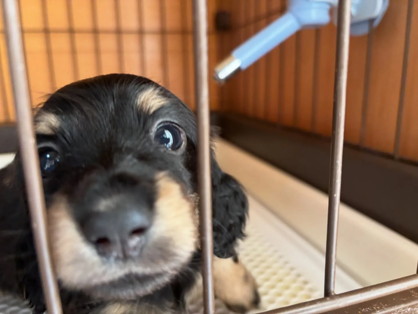 クリックリお目めのbabyたち♡