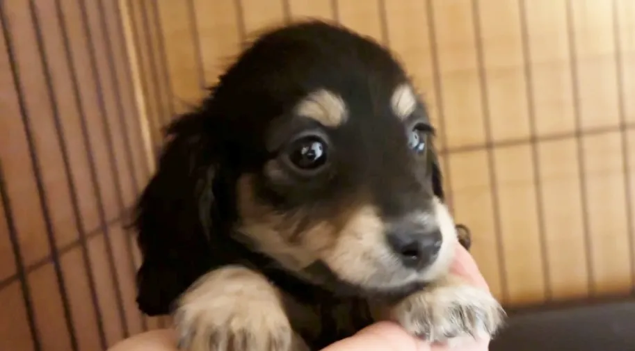 お迎えでしたー(⌒▽⌒)