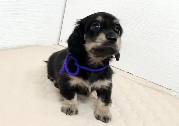 ミニチュアダックスフンド(ロングヘアード)女の子