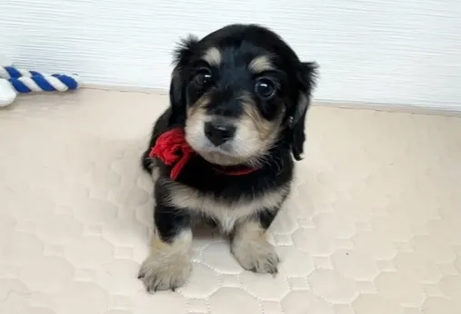 筑後市るぴなすがご家族様募集始めまーす(⌒▽⌒)