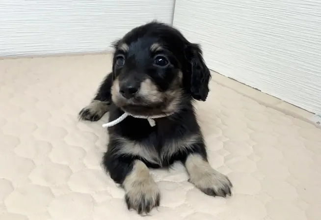 筑後市るぴなすがご家族様募集始めまーす(⌒▽⌒)