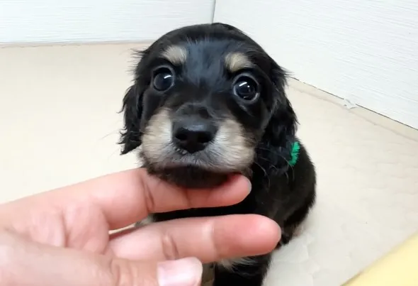 筑後市るぴなすがご家族様募集始めまーす(⌒▽⌒)