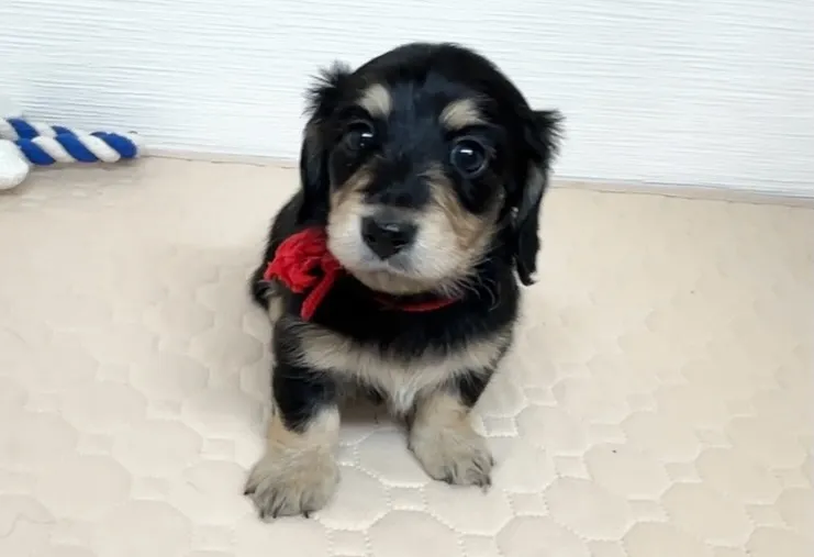 ご家族様決まりました！╰(*´︶`*)╯