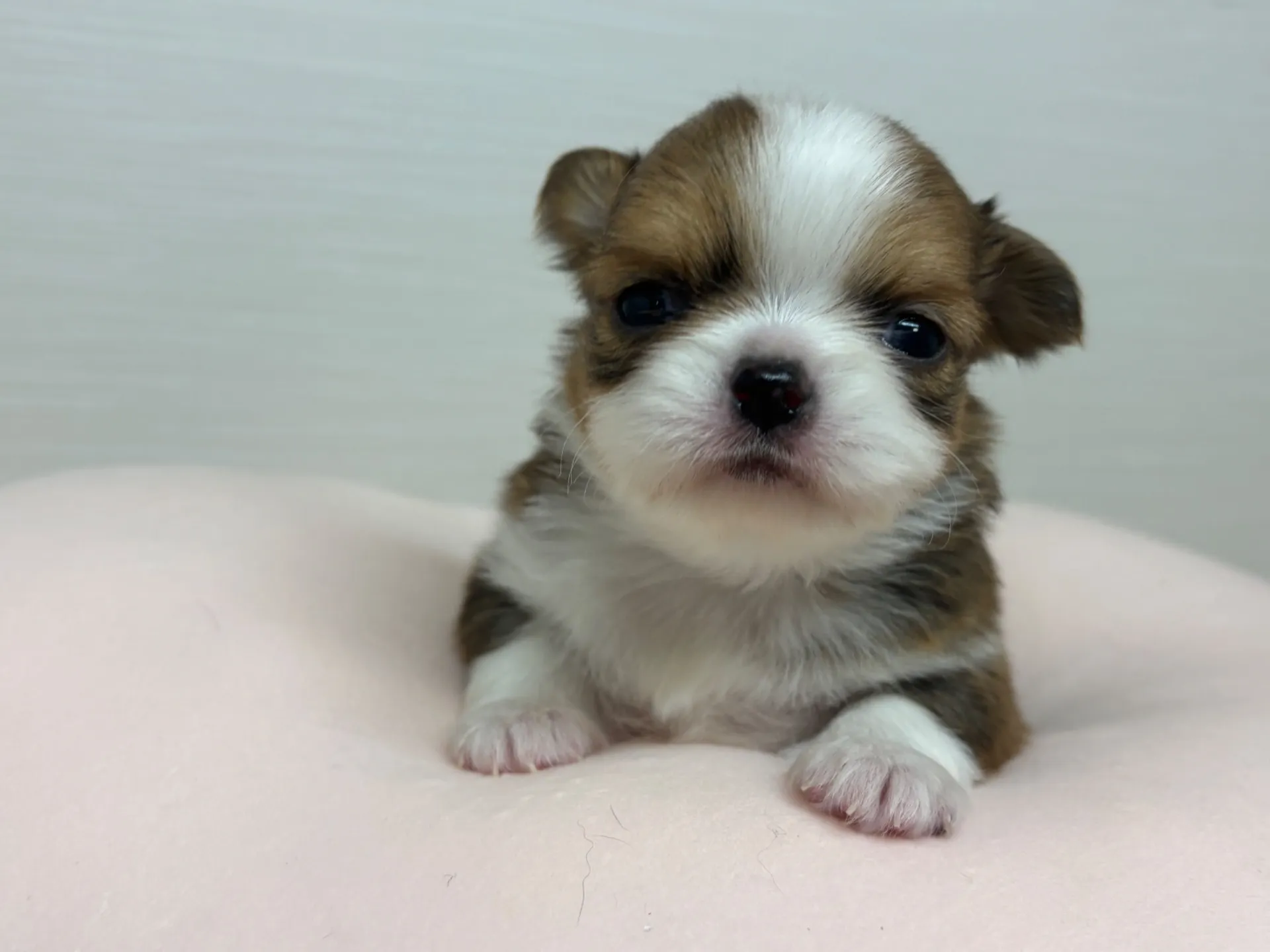 チワワ(ロング)男の子