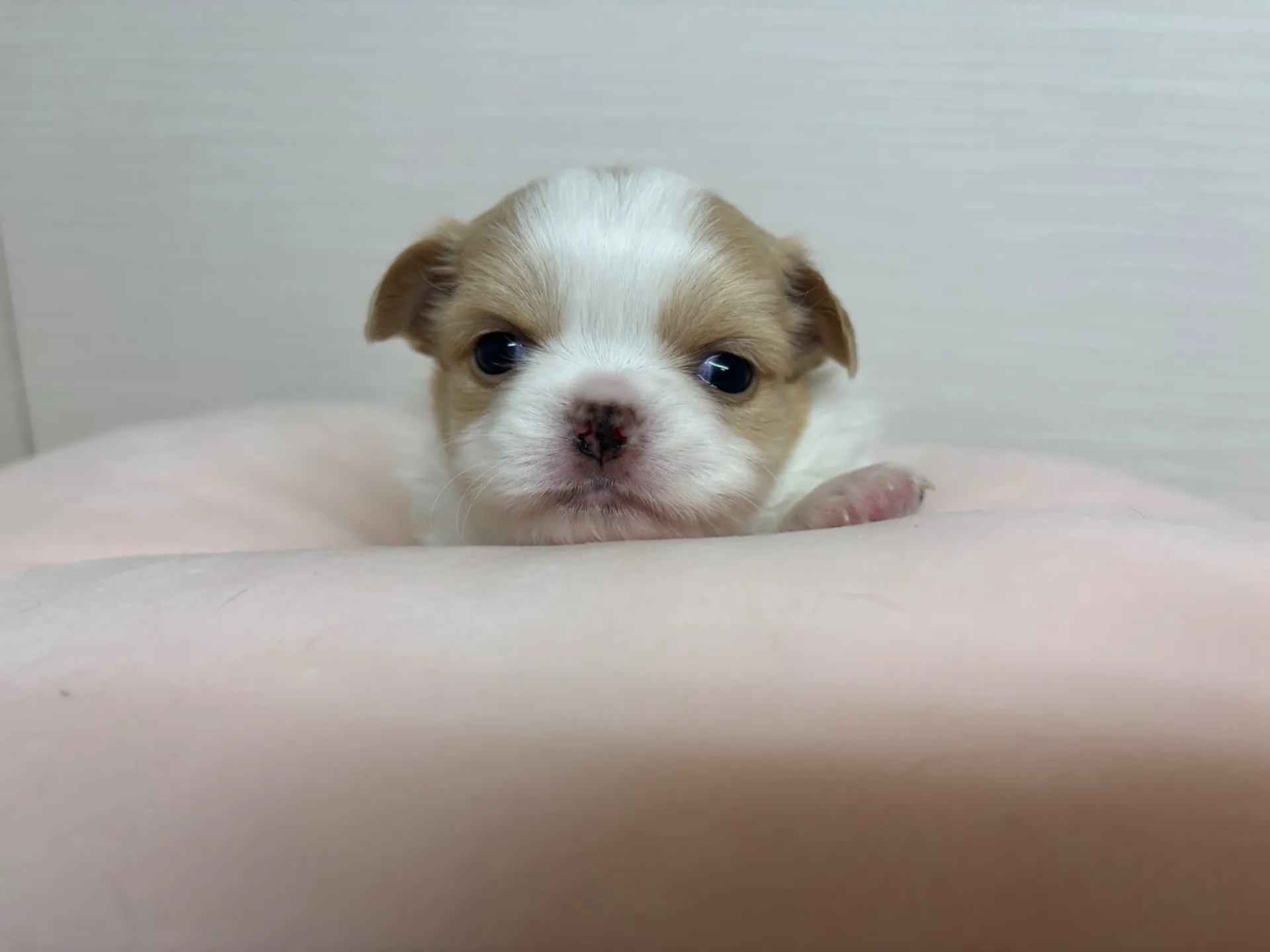 チワワ(ロング)女の子