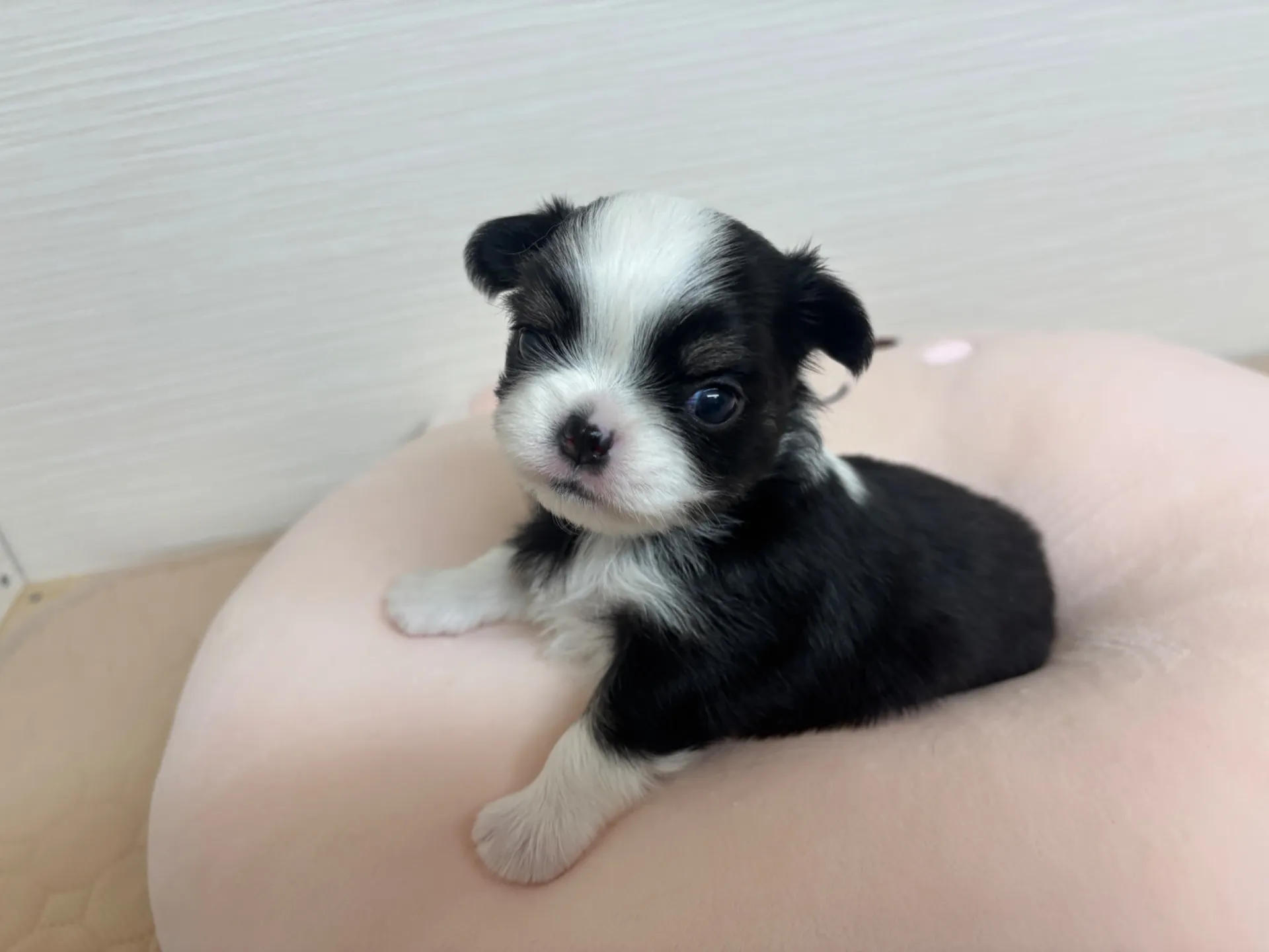 チワワ(ロング)女の子