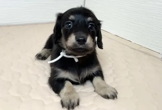 筑後市でまだまだご家族様募集してます！(o^^o)