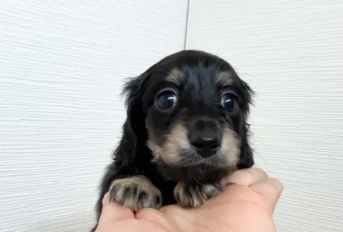 筑後市でまだまだご家族様募集してます!(o^^o)