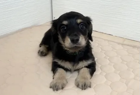 筑後市でまだまだご家族様募集してます!(o^^o)