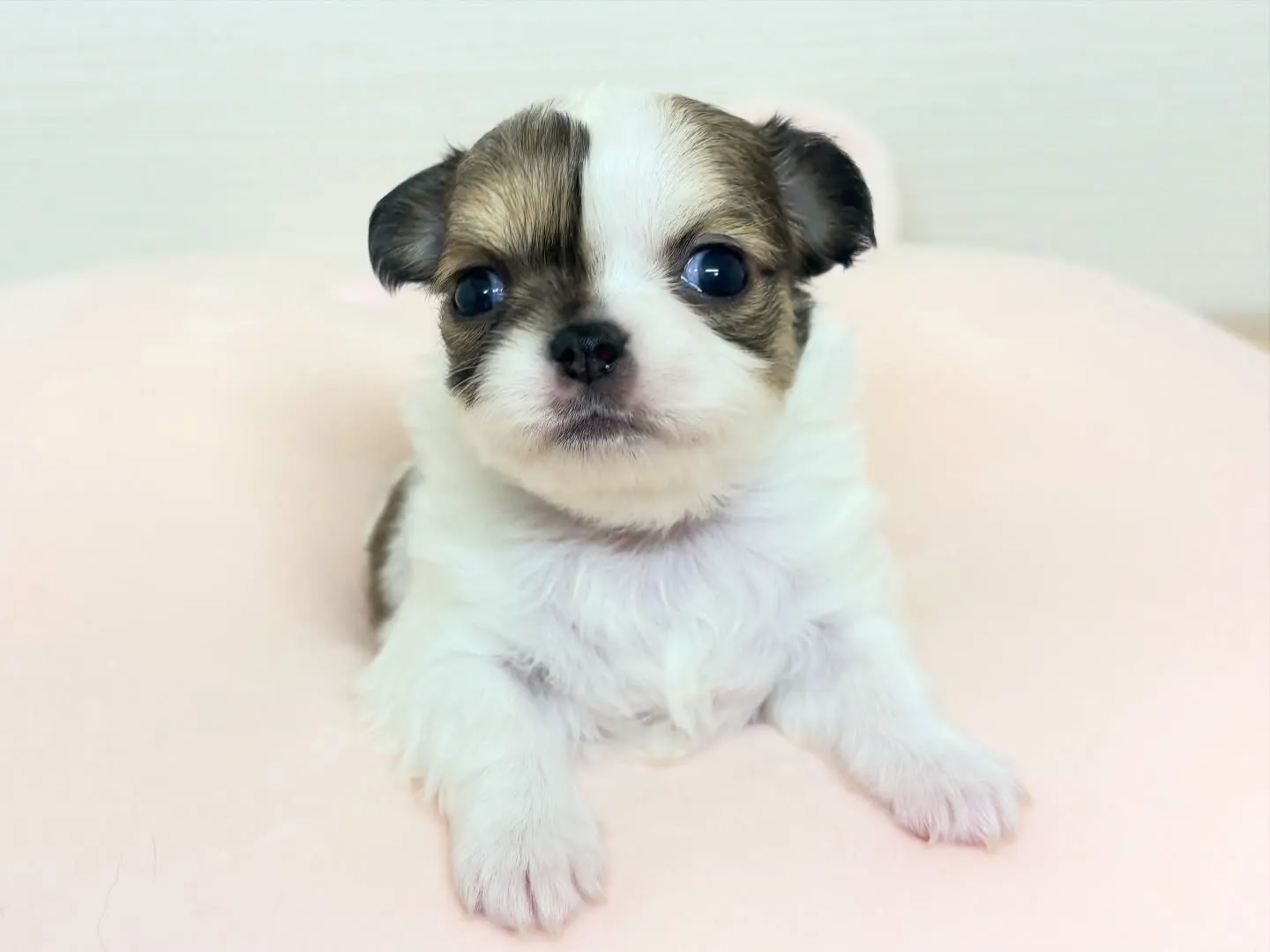 筑後市のるぴなすがご家族様募集始めます(*^▽^*)