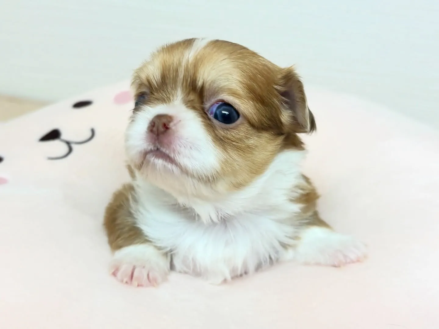 筑後市のるぴなすがご家族様募集始めます(*^▽^*)