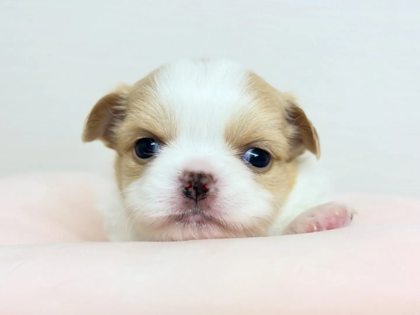 筑後市のるぴなすがご家族様募集始めます(*^▽^*)