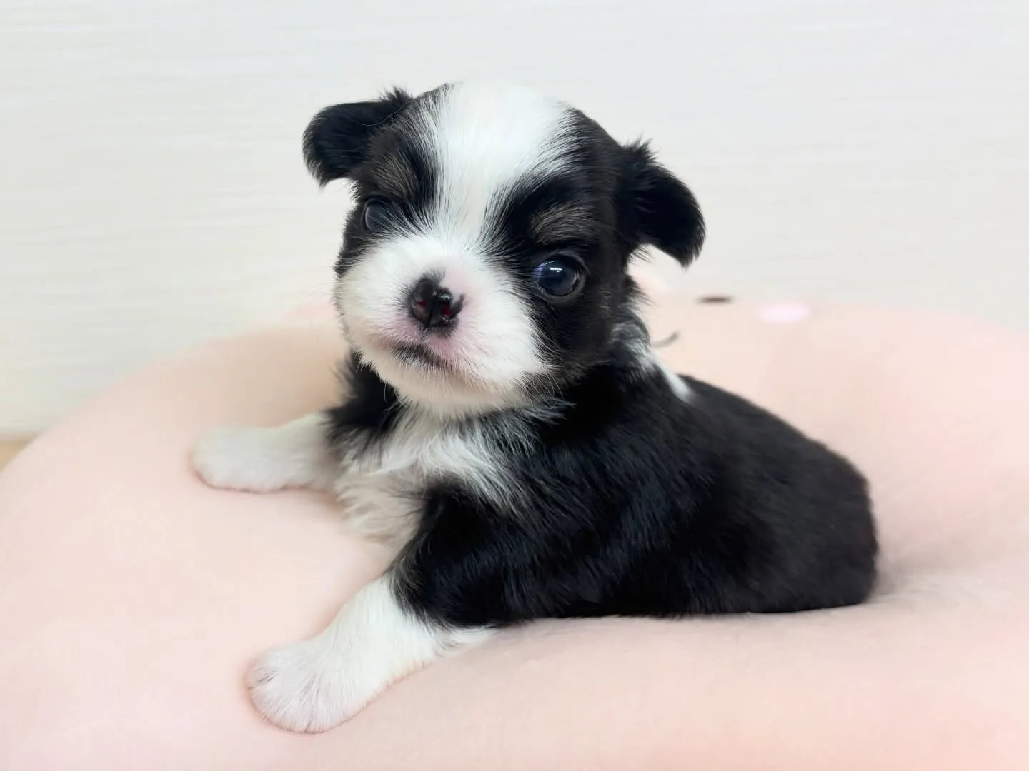 筑後市のるぴなすがご家族様募集始めます(*^▽^*)