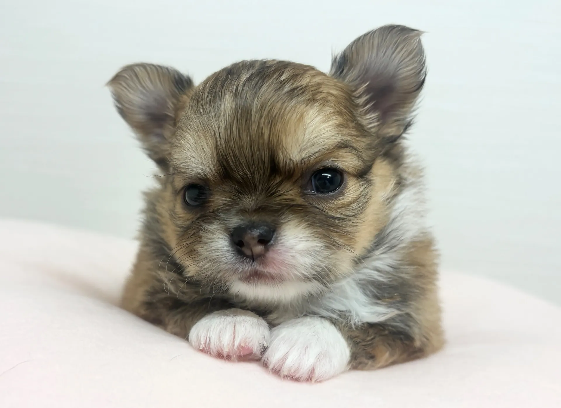 チワワ(ロング)女の子