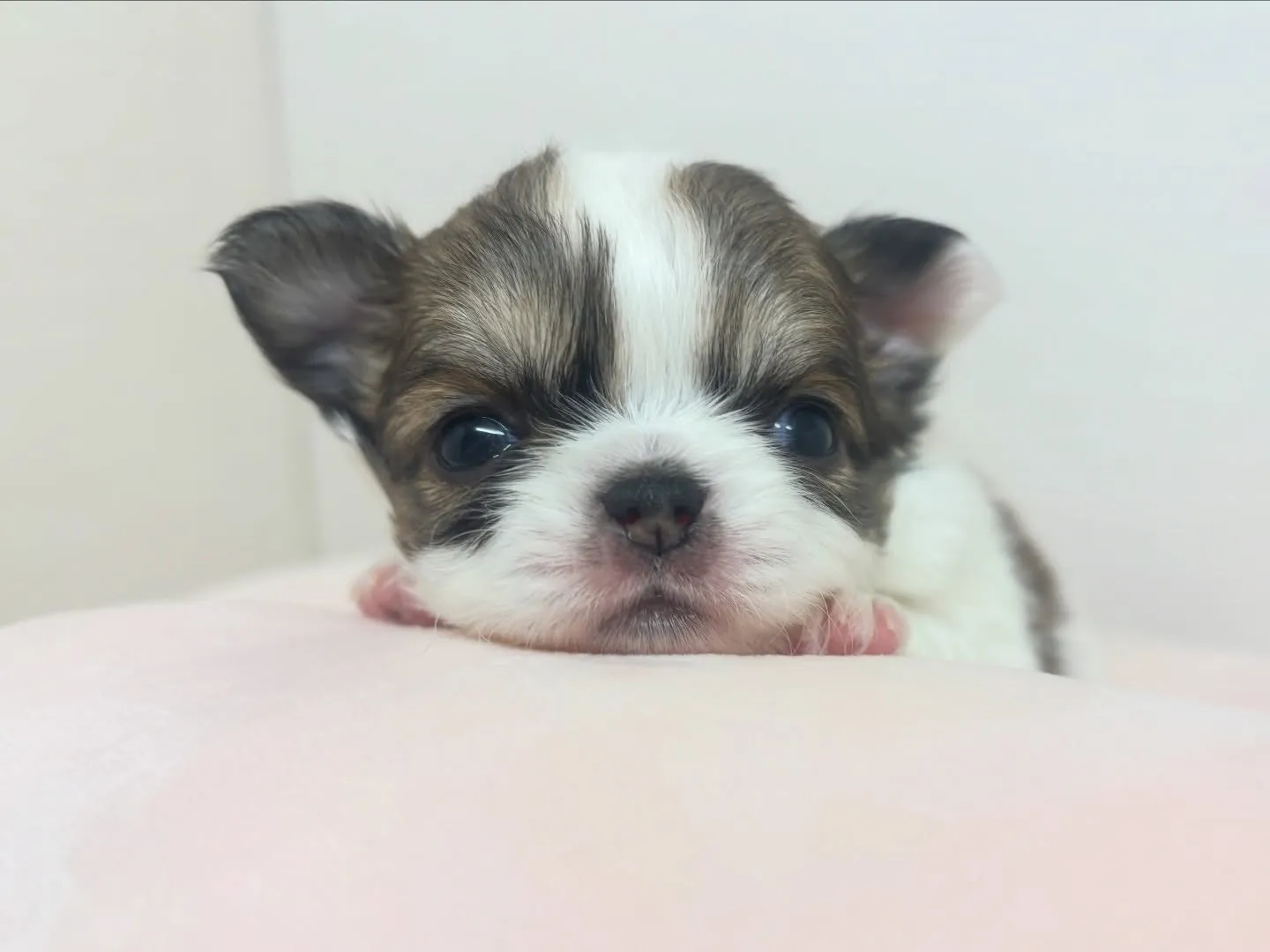 ご家族様募集始めます(*≧∀≦*)