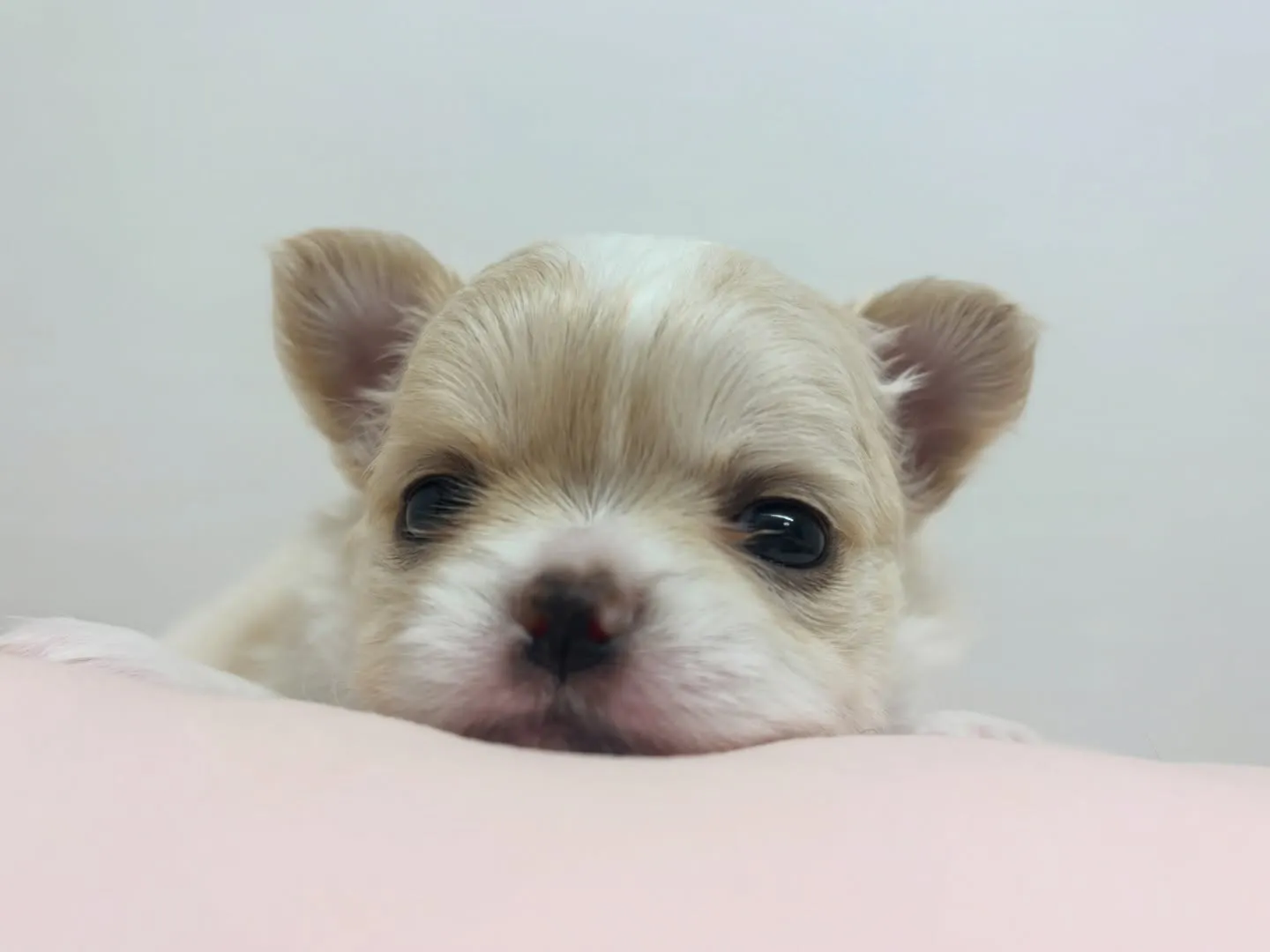 ご家族様募集始めます(*≧∀≦*)