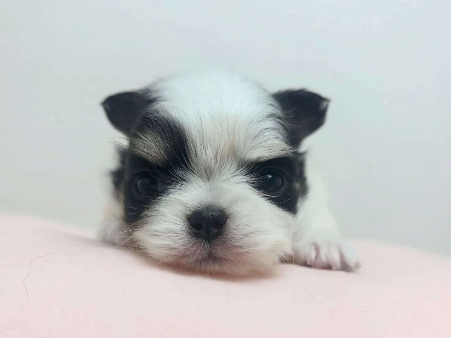 ご家族様募集始めます(*≧∀≦*)