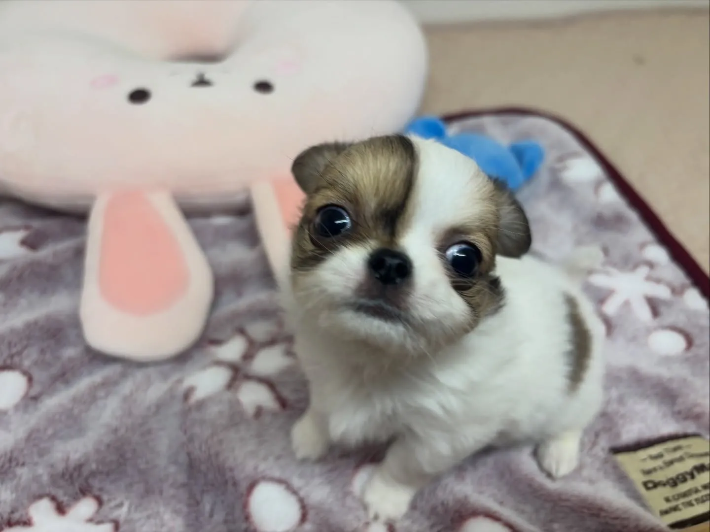 ウヅキちゃんbabyはまだまだ募集中ですU・x・U