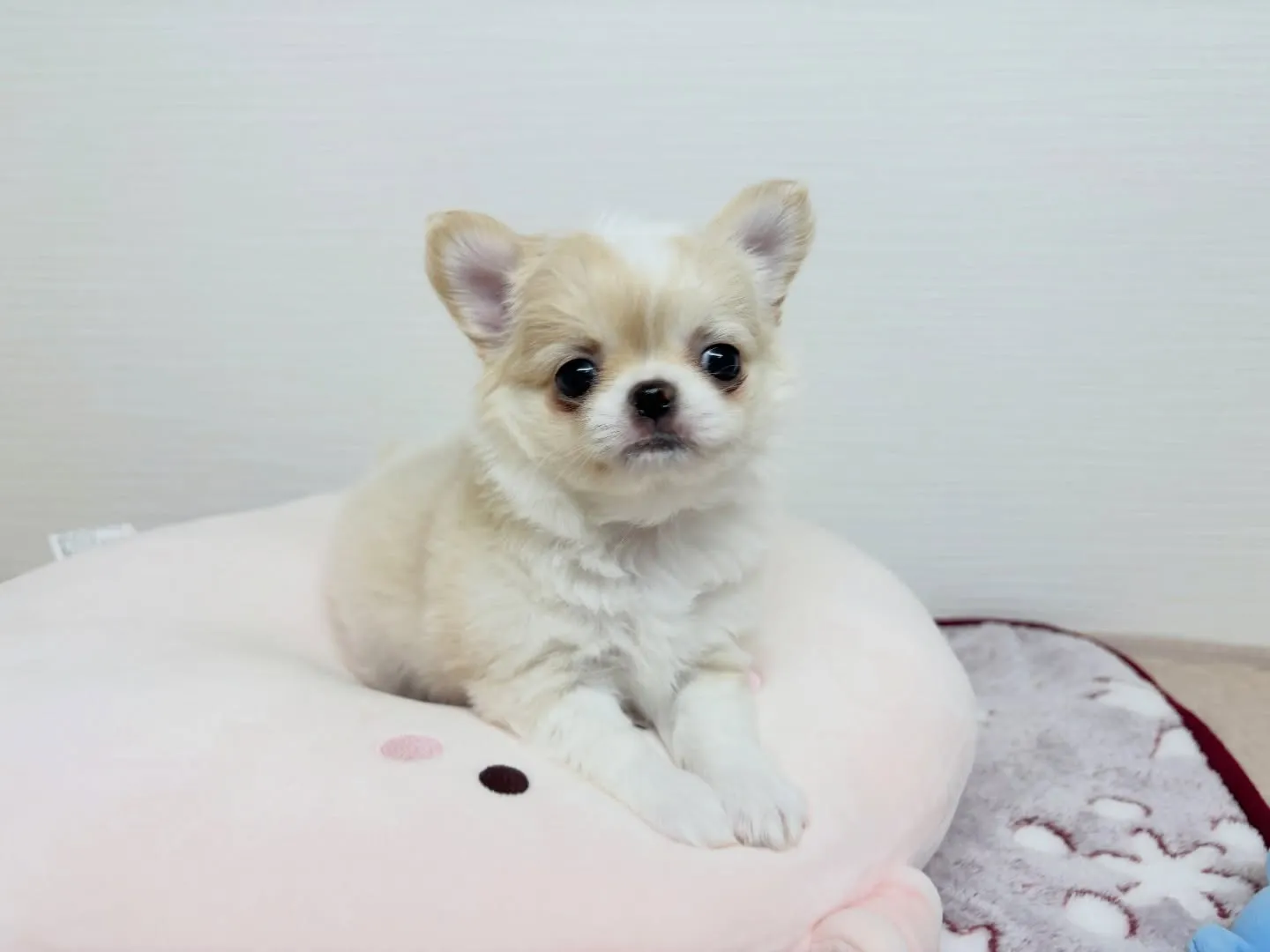 ご家族様決まりました(*≧∀≦*)