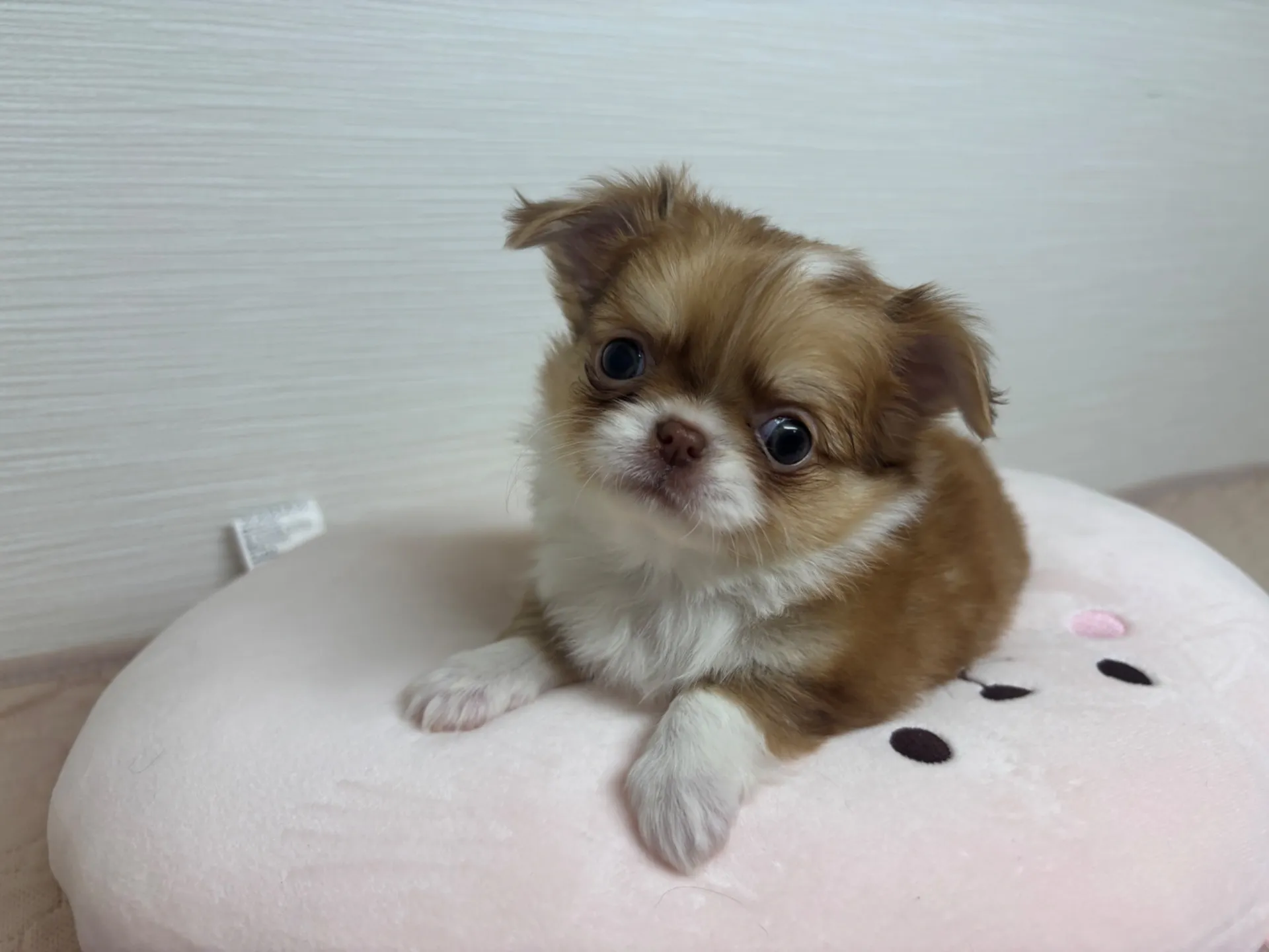 チワワ(ロング)女の子