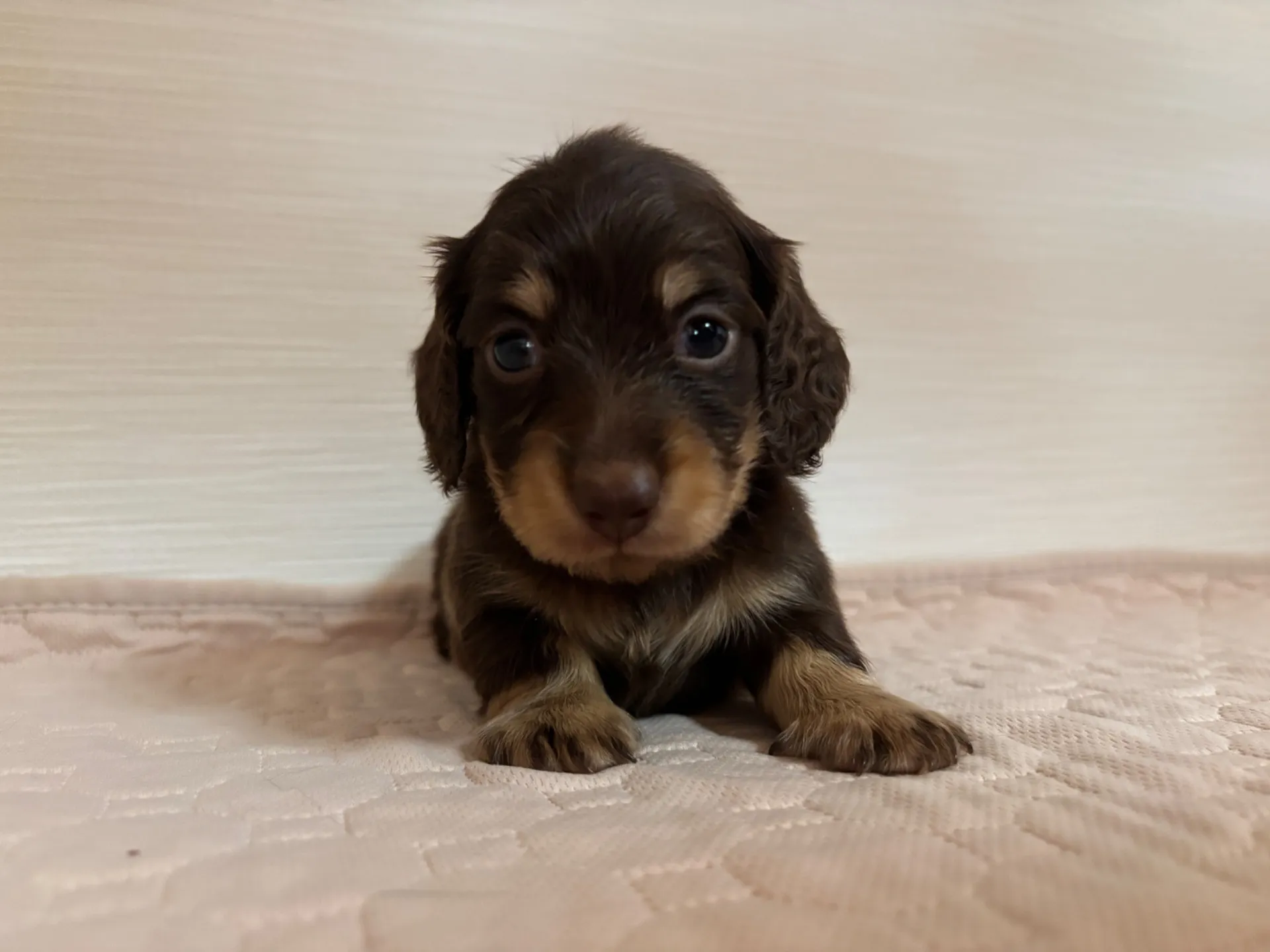 ミニチュアダックスフンド(ロングヘアード)男の子
