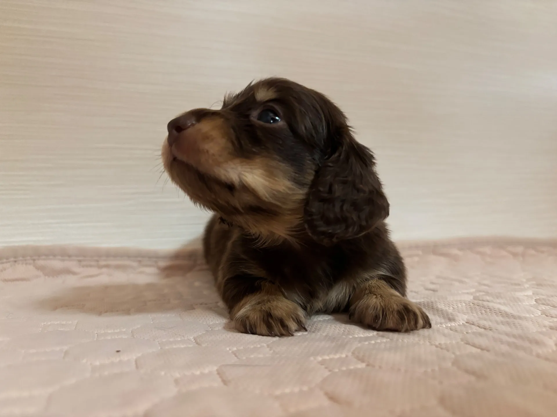 ミニチュアダックスフンド(ロングヘアード)男の子