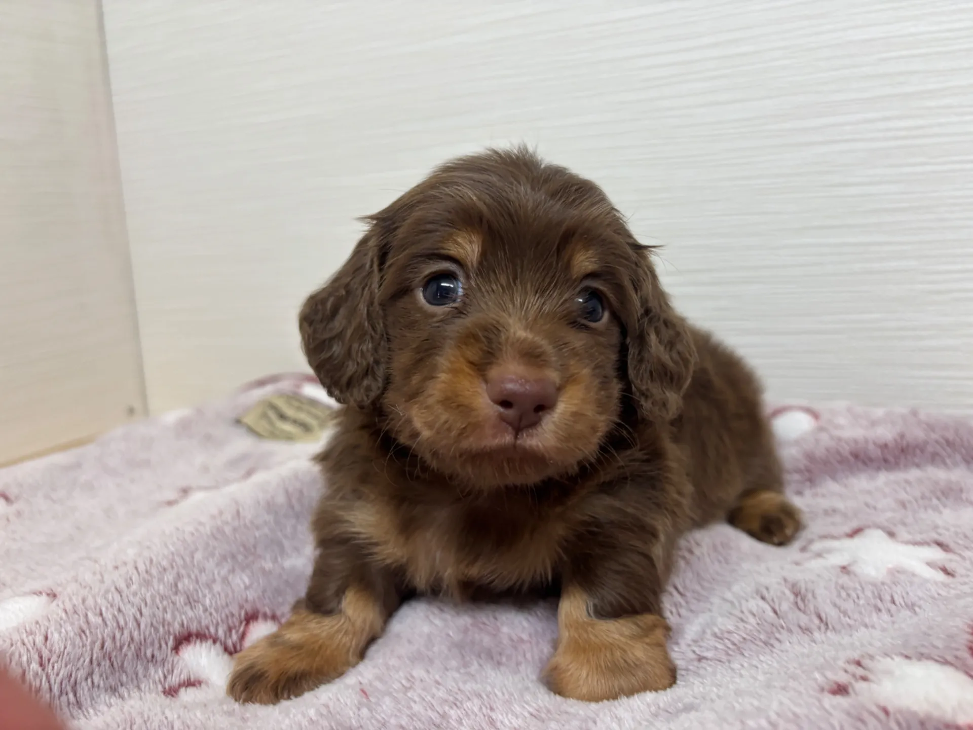 ミニチュアダックスフンド(ロングヘアード)男の子