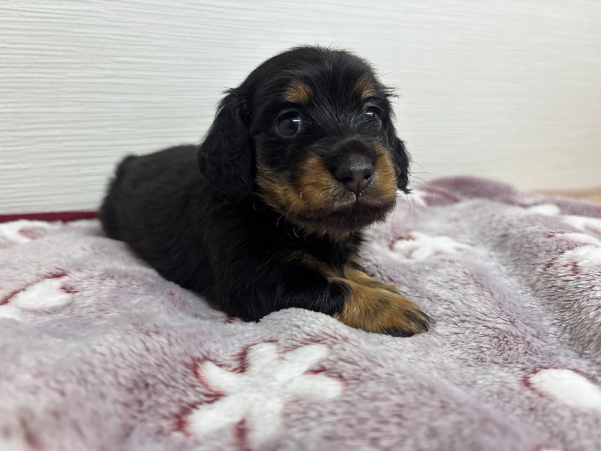 ミニチュアダックスフンド(ロングヘアード)女の子