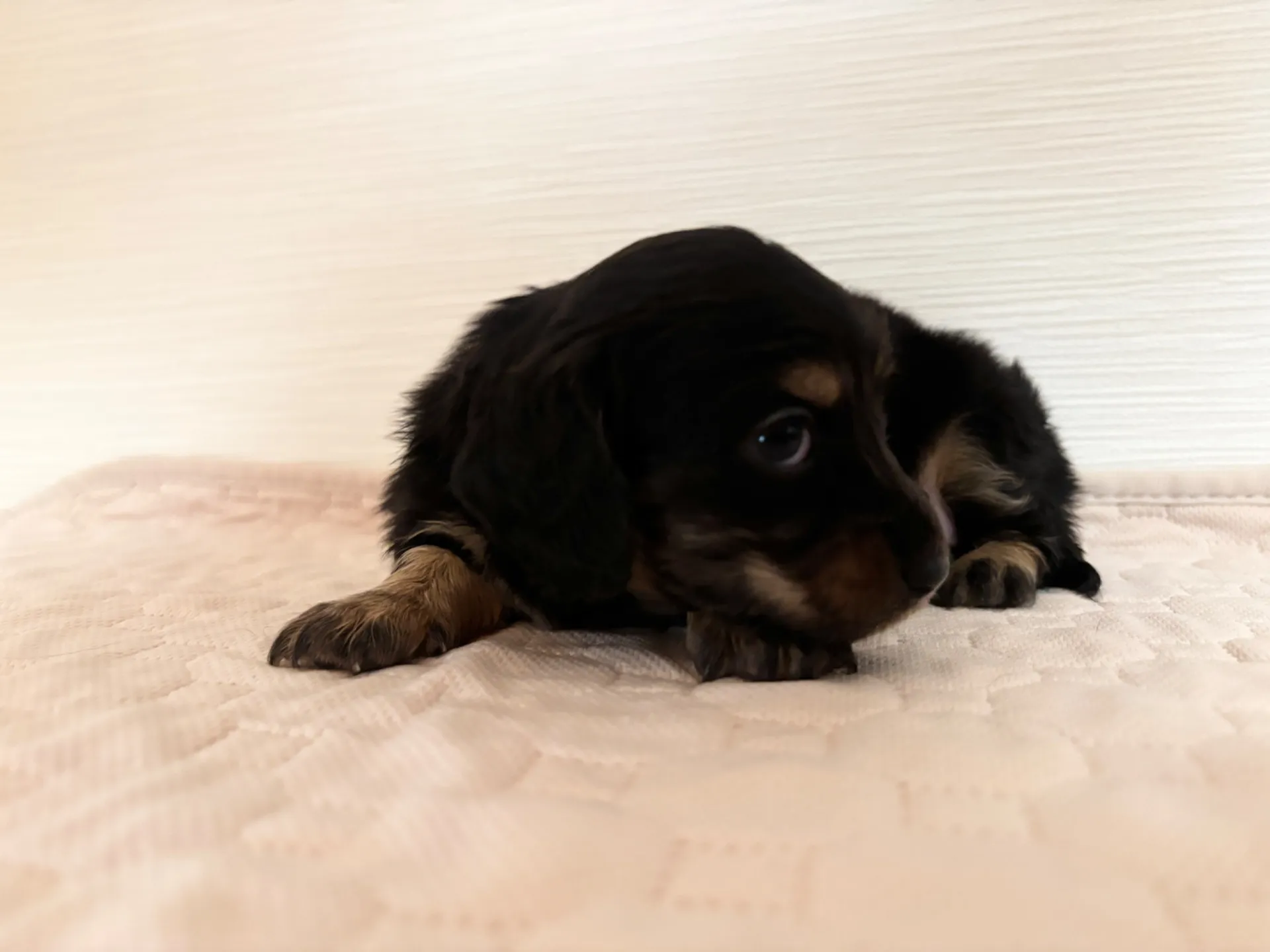 ミニチュアダックスフンド(ロングヘアード)女の子