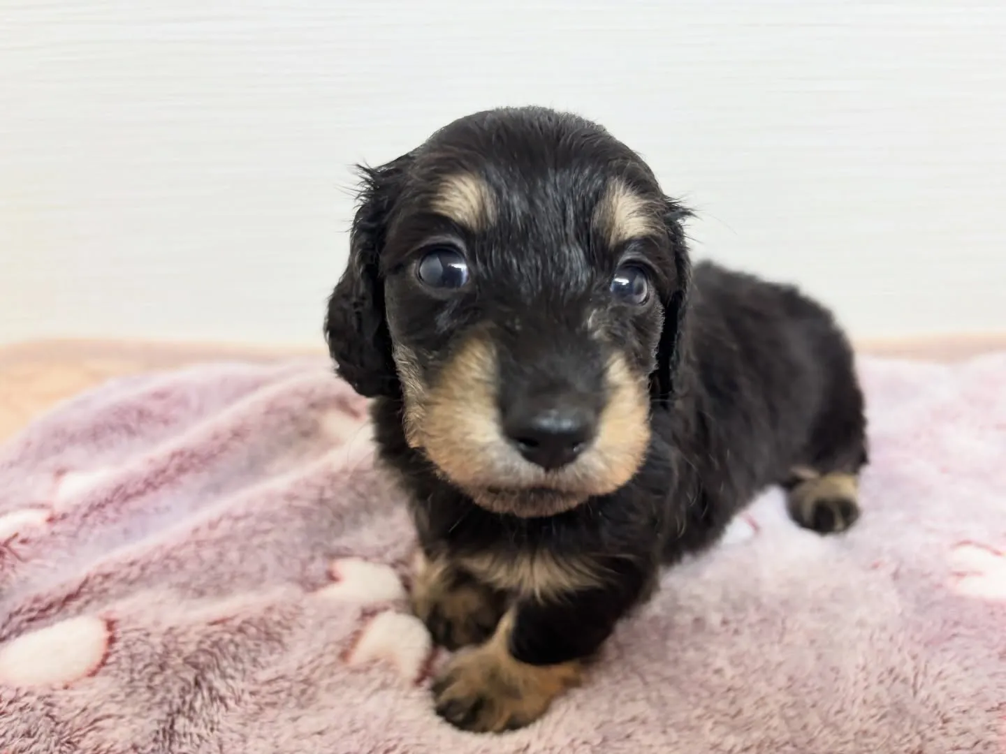 ご家族様募集始めます！(*≧∀≦*)