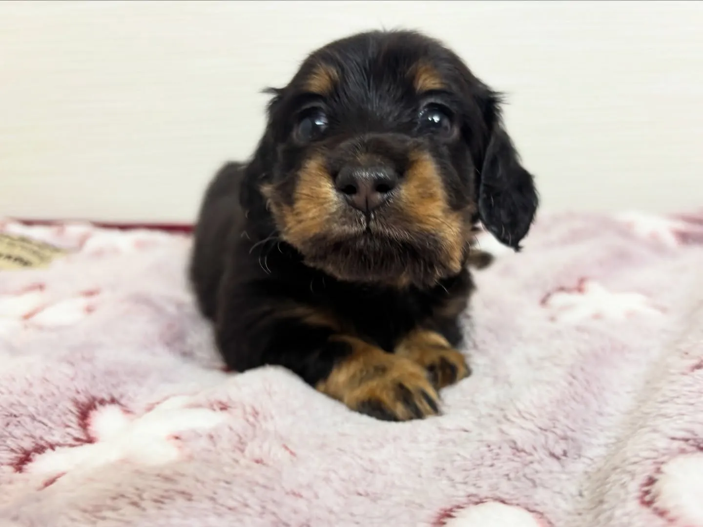 ご家族様募集始めます！(*≧∀≦*)