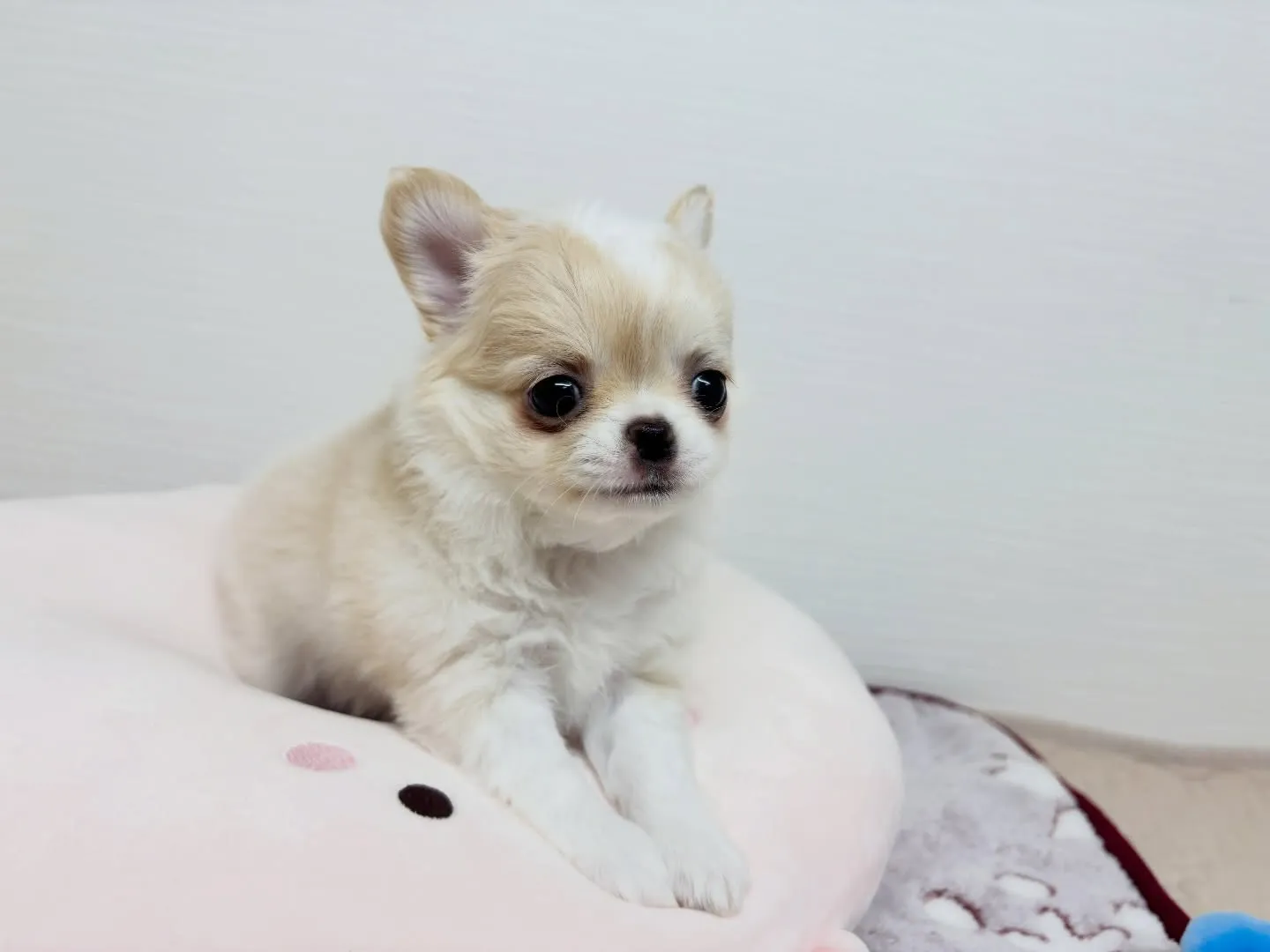 お迎えでしたよー(*^ω^*)