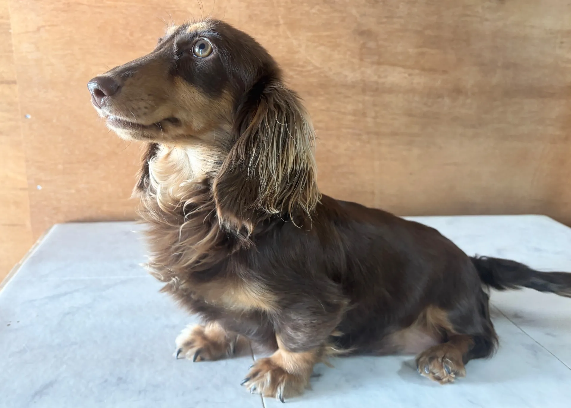 ミニチュアダックスフンド