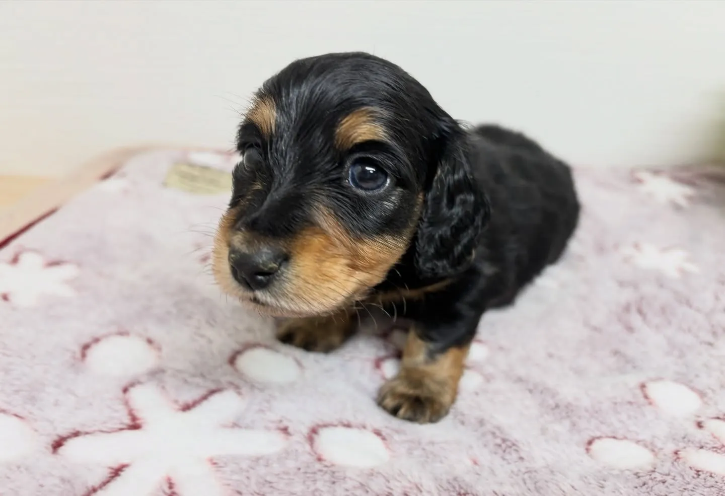 筑後市のるぴなすがご家族様募集始めます！