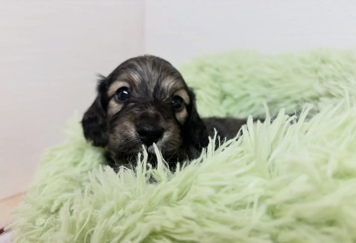 筑後市のるぴなすがご家族様募集始めます！