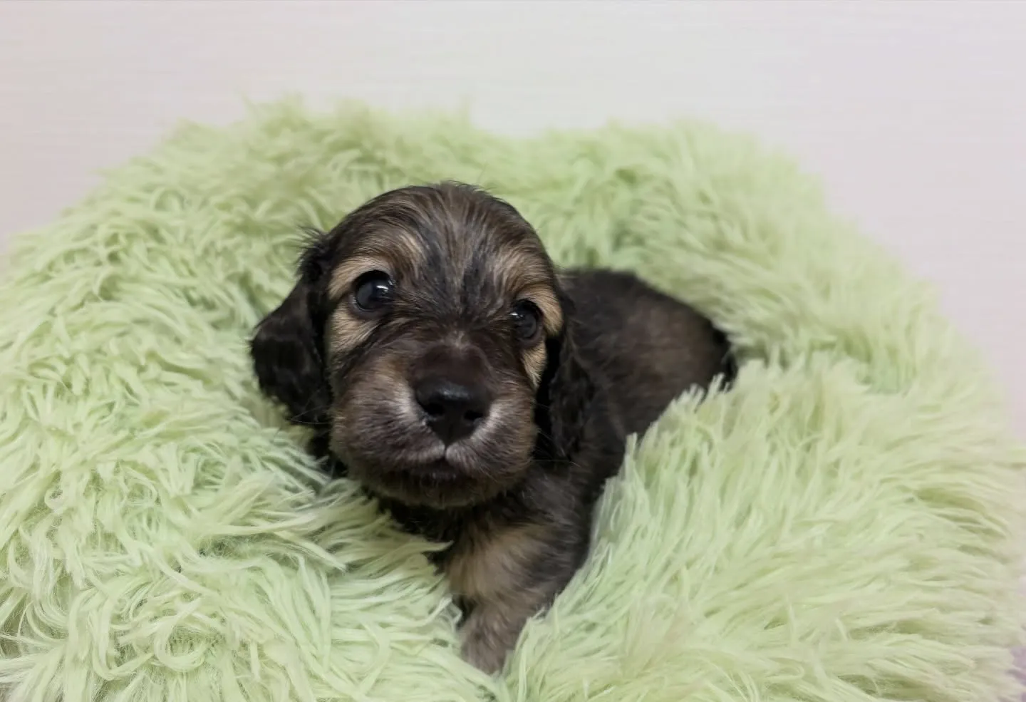 筑後市のるぴなすがご家族様募集始めます！