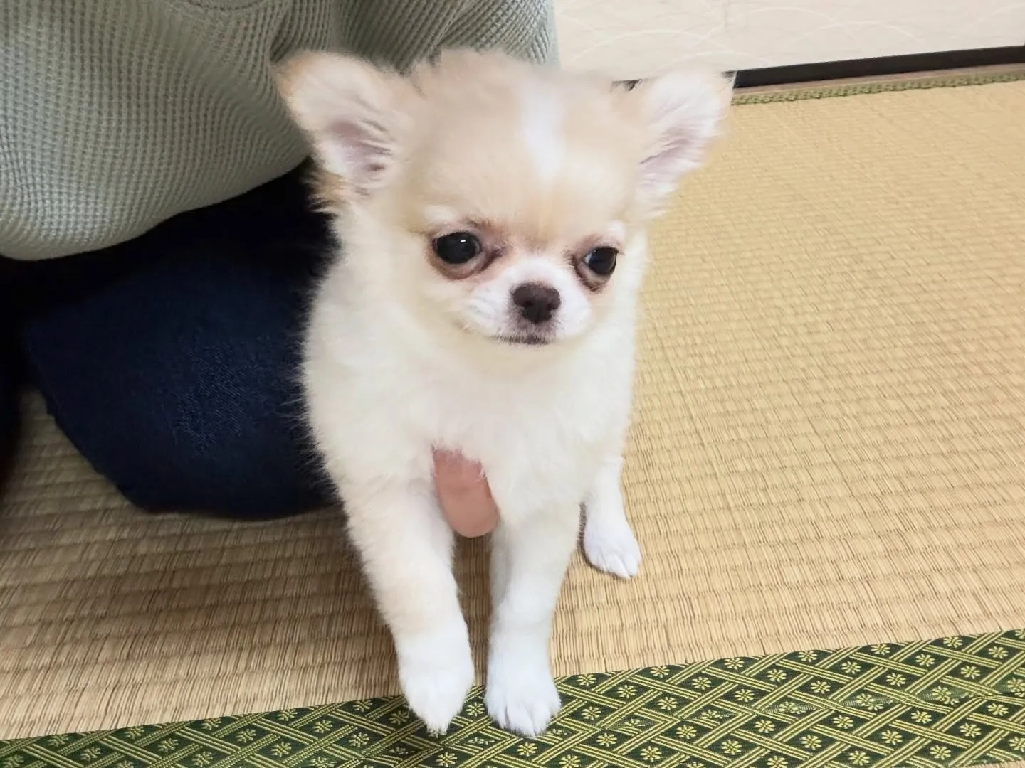 遊びに来てくれましたー(*^▽^*)