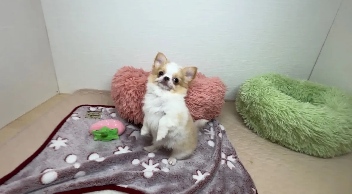 チワワ(ロング)女の子